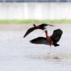 ブロンズトキが三次に飛来　広島県内で初確認