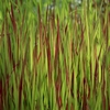 君に似る草と見しより我が標めし･･･巻第7-1347～1348