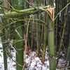 雪の重みで竹がやられた・・・。自然の力って凄いな！