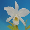  Cattleya labiata  f. alba 'Fernando' 