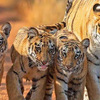 Key tips for Tadoba National Park Visitors