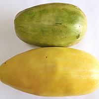 ウリ科とは 動植物の人気 最新記事を集めました はてな ウリ科とは 動植物の人気 最新記事を集めました はてな