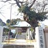 樹齢６００年以上「スタジイ」