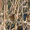 ジィちゃん＆ムスメと探鳥・北本自然観察公園の野鳥/2019-1-23＆27、ジィちゃんと探鳥・早戸川林道の野鳥/2019-1-28