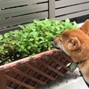 犬の去勢について②