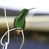 チャゴシエメラルドハチドリ(Copper-rumped Hummingbird)