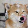 人間らしさに染まってきた表情豊かな犬たち