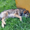 成犬２匹と子犬１匹を保護しました