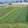 農園日誌ー農園に春到来