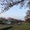 八重桜に。^ ^ 近況