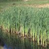菰野駅の由来は食用植物だった。菰野町の名産品にするため開発中・・・？