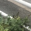 揚羽