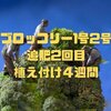 ブロッコリー1号2号 追肥2回目　植え付けから4週間