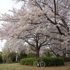 桜、満開