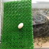 カメ🐢のゴン太が卵🥚を産んだ😱！！！！！！！！