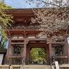 京都で花見（醍醐寺）