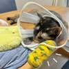 カラーも包帯巻かれた腕も使いこなしてます。