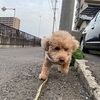 番犬にはなりません