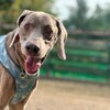老犬ホームあん｜新人さん ポパイ^^
