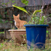 宮古諸島のねこさん