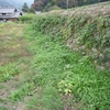 工房農園の草刈りと麦畑の除草