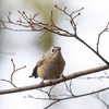 2019年1月20日の鳥撮り(2/2)-北関東の探鳥地(2/2)