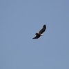 シロガシラトビ(Brahminy Kite)