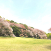 お花見公園ヨガ 