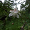 夏の可憐な花と判別の難しい花