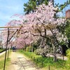 【京都】『半木の道』にしだれ桜を見に行きました。