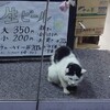 猫は大概かわいいはず