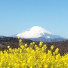 吾妻山公園へ菜の花を