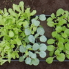 茎レタスと白菜の植え付け