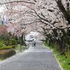 花吹雪と八重桜咲き始めの陵南公園 2024.4.13