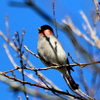 梢で木の芽を採食しているウソ♂♀