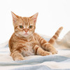 猫がソファやカーペット、布団にうんちをして臭いが消えない