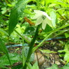 唐辛子の花咲く。小松菜の新芽サラダ