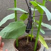 家庭菜園🍆ナスの収穫✨