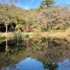 休業OLの紅葉通信【国立科学博物館附属自然教育園】手つかずの森で大人のお散歩。