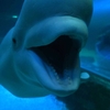 推し活旅行 その⑦ ロッテワールドアクアリウム🐳