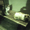 猫トレ