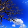 青空の奈良公園