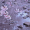 空いた時間で桜撮り。