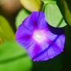 庭にきた蝶たちと朝顔１号開花♪