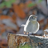 千里南公園の野鳥