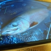 釣りのスマホ写真の違和感。