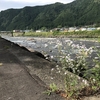 長良川郡上 大和
