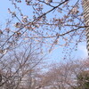 桜の花もほころんで