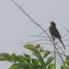鳥たちもまばら