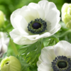 アネモネ